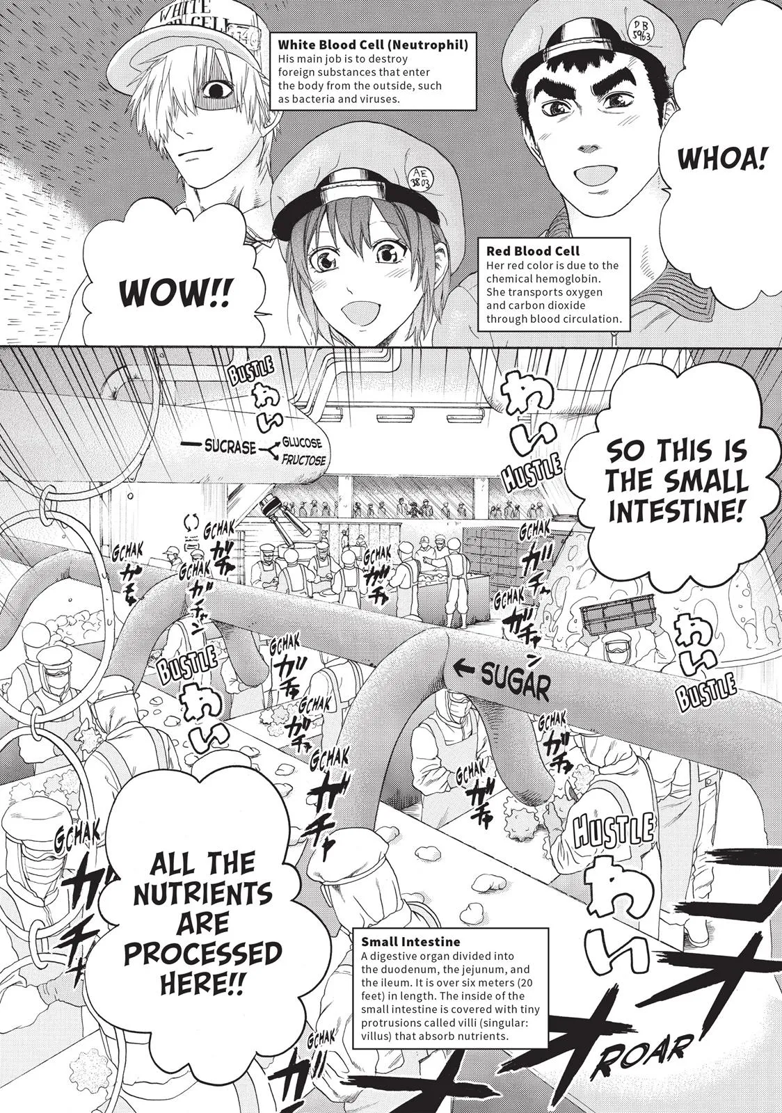 Read Cells at Work en Manga Online