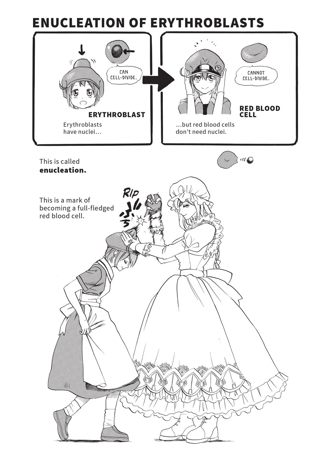 Read Cells at Work en Manga Online